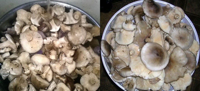 помыть грибы