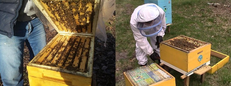 работа пчеловода