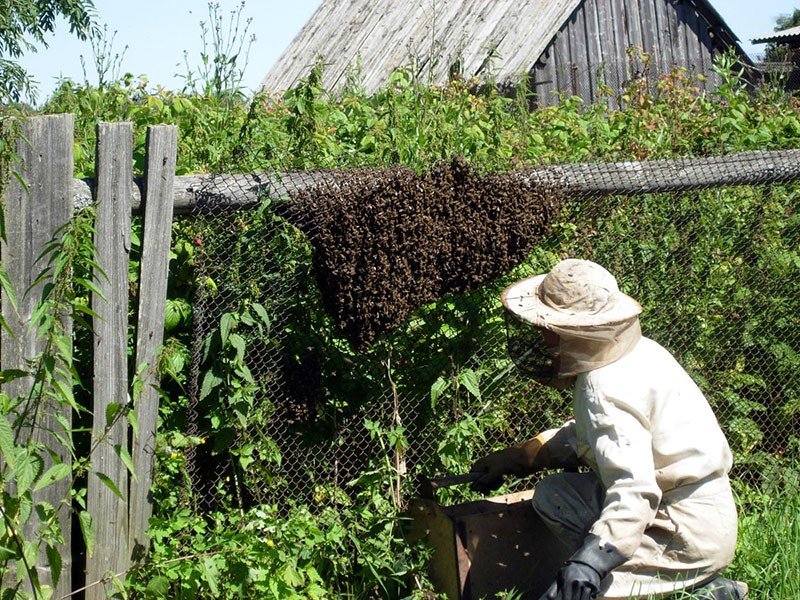 пчеловод наблюдает за пчелами