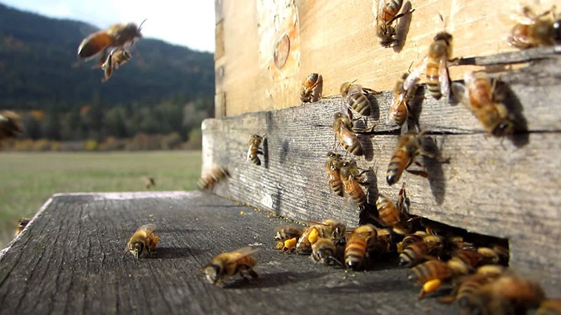 работают пчелы