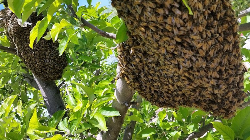 как предотвратить роение пчел