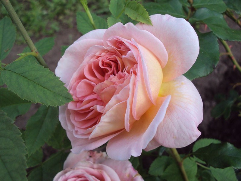 английская роза абрахам дерби