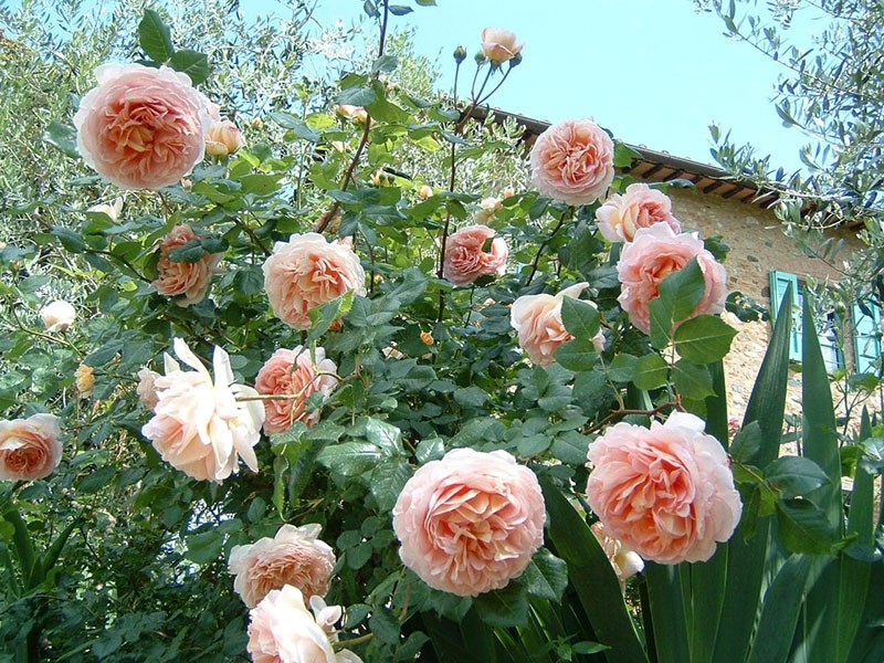 высокорослые шрабы розы Абрахам Дерби