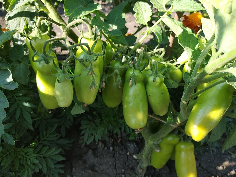 выращивание сорта томата Жигало