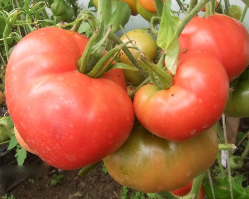 крупноплодный томат Чудо земли