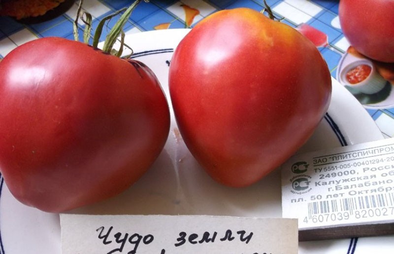 плоды томата чудо земли