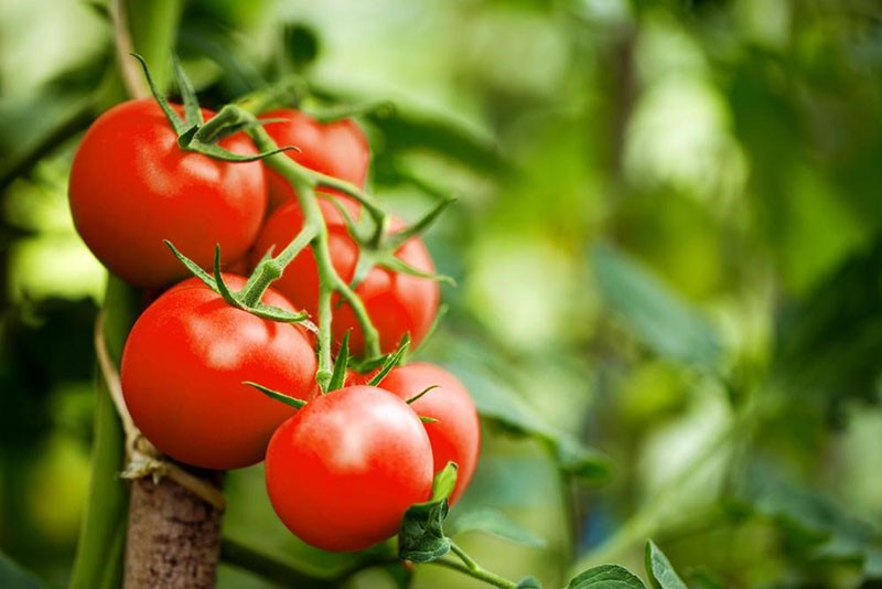высокоурожайный сорт томата