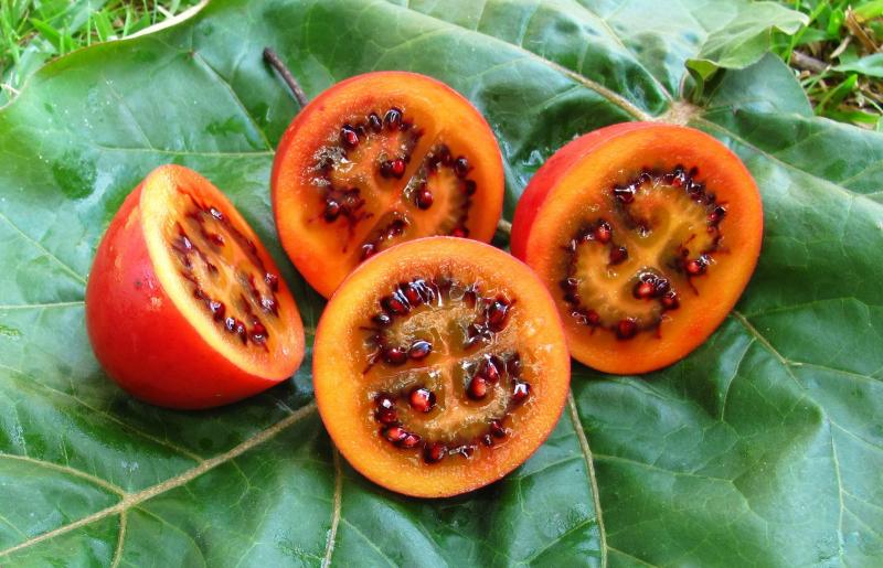 плоды помидорного дерева