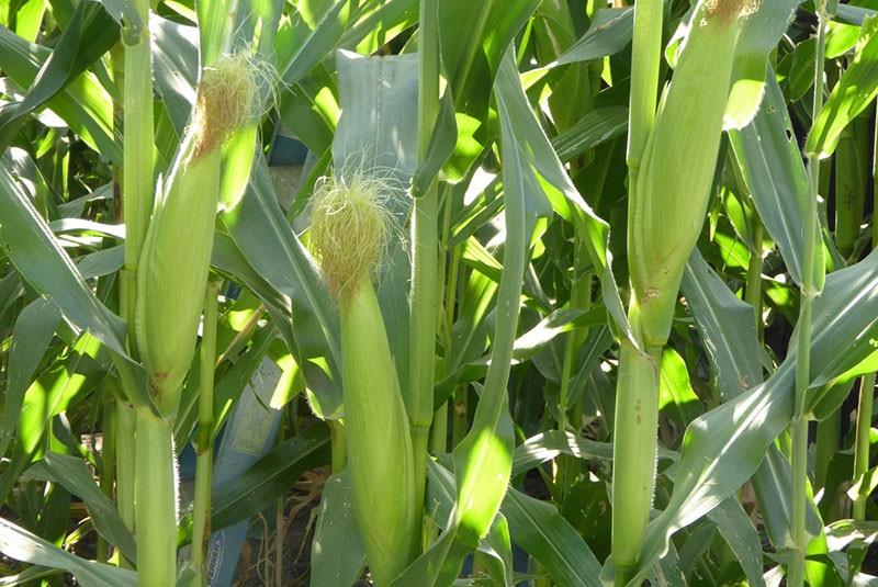 этапы созревания кукурузы