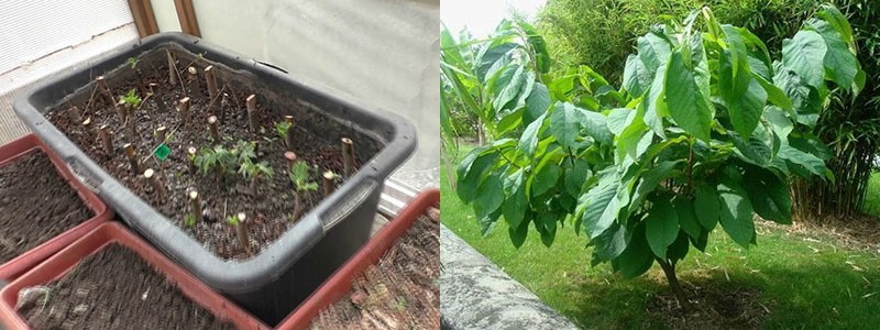 выращивание азимины в открытом грунте из черенков