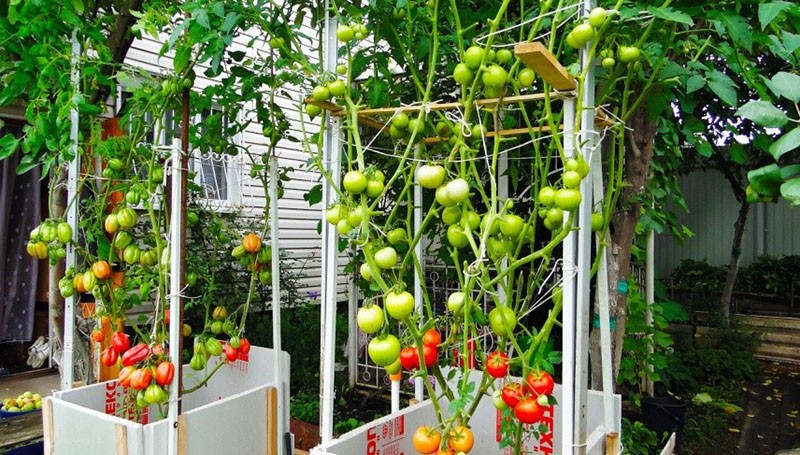 выращивание томатного дерева в больших емкостях