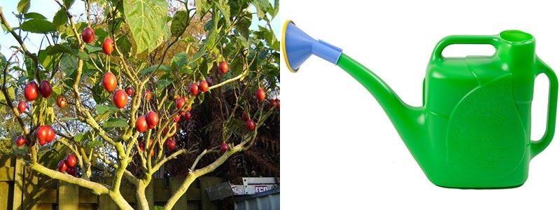правила полива томатного дерева