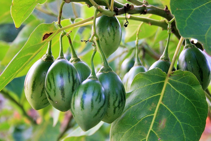 выращивание томатного дерева в открытом грунте