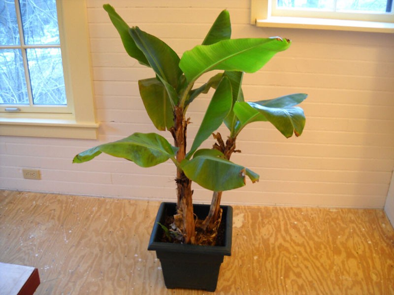 как вырастить банановое дерево в домашних условиях