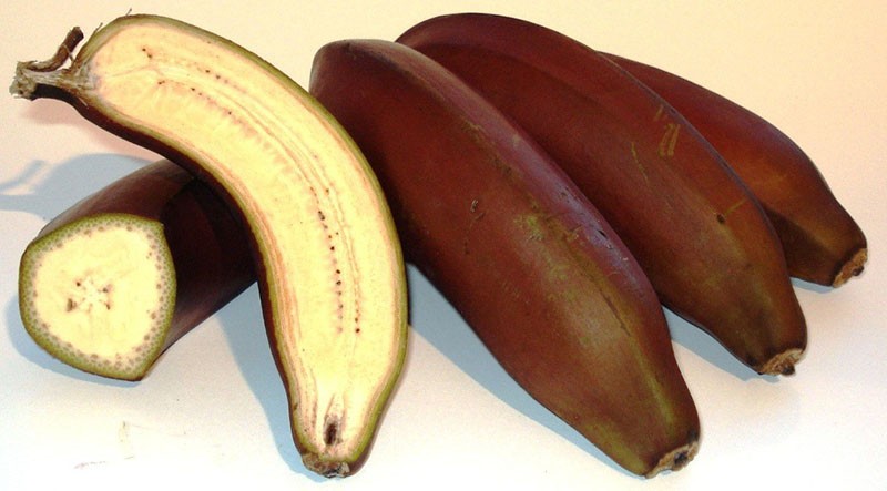 дикие бананы