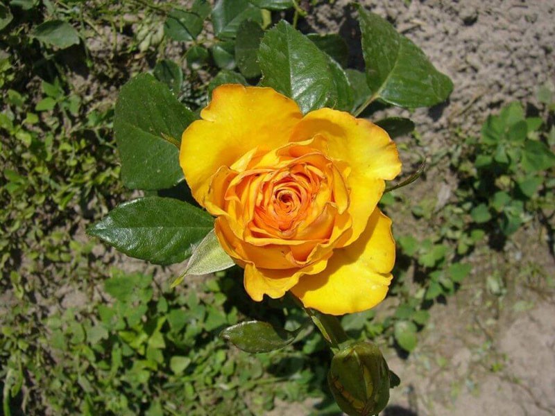 Керио роза чайно гибридная фото описание