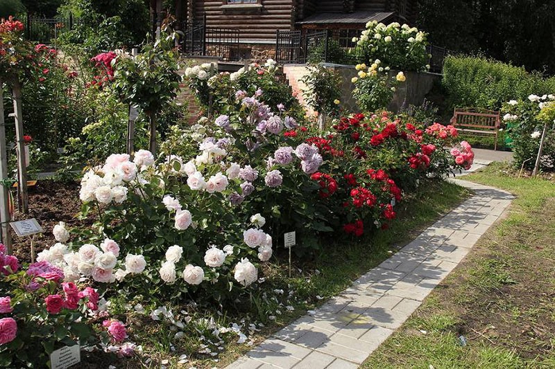роза Шопен в композиции с другими цветами
