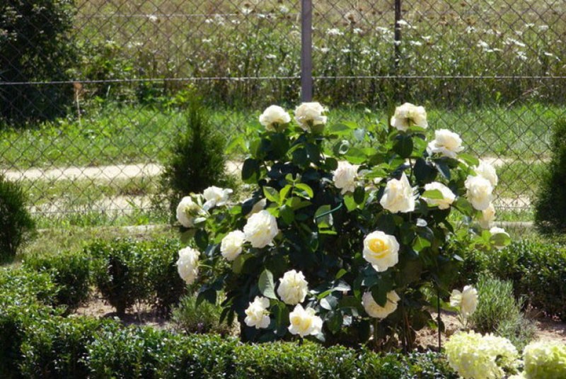 чайно-гибридная роза Шопен с самшитом