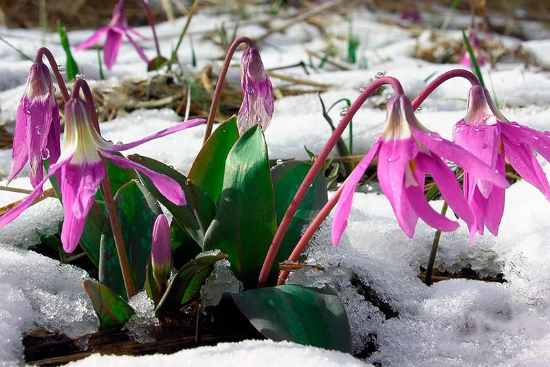 цветок кандык под снегом