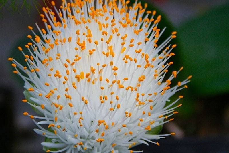 цветет гемантус олений язык