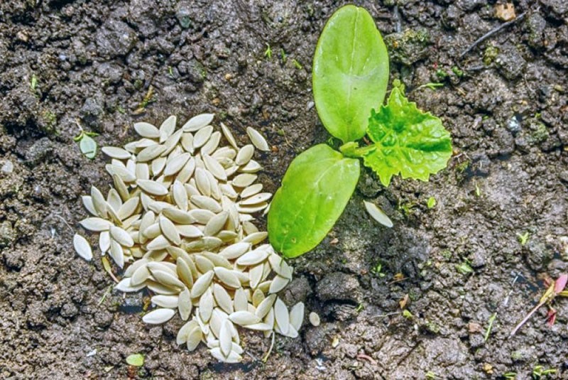 выращивание огурцов из семян