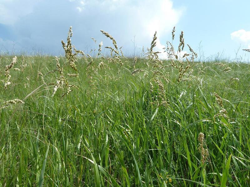 трава зубровка в поле