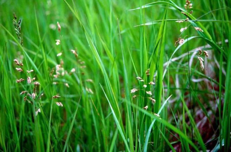 полезные свойства травы зубровка
