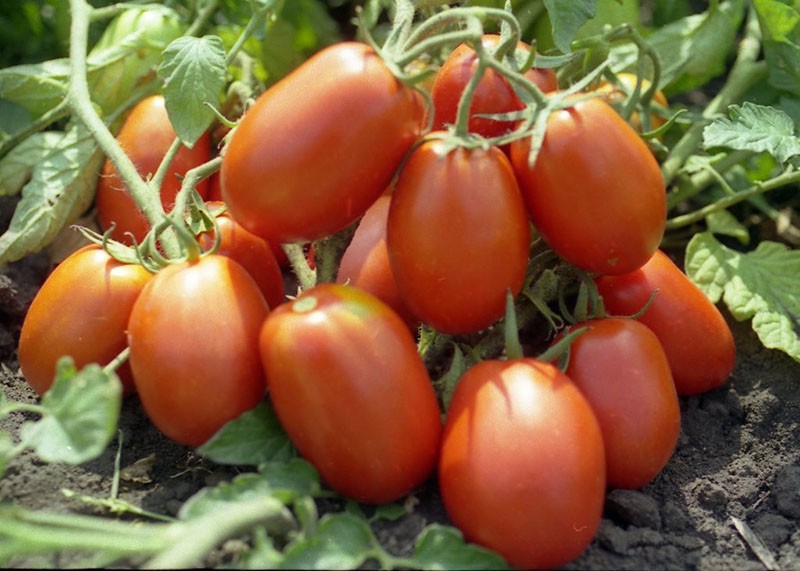 высокоурожайный помидор рио гранде