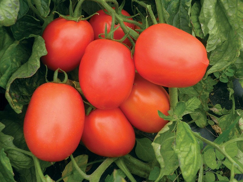 созревают томаты