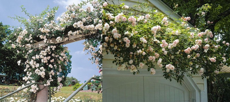 арка из плетистой розы