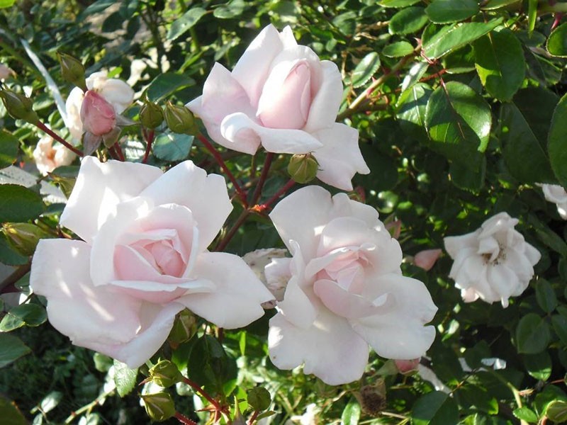 длительное цветение розы Нью Доун
