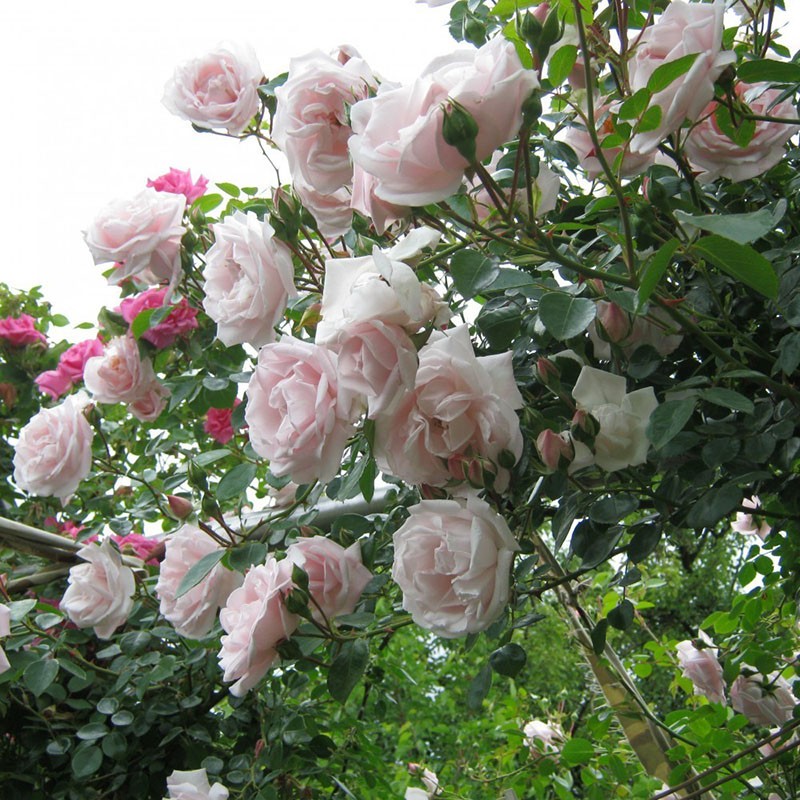 посадка плетисной розы Нью Доун и уход