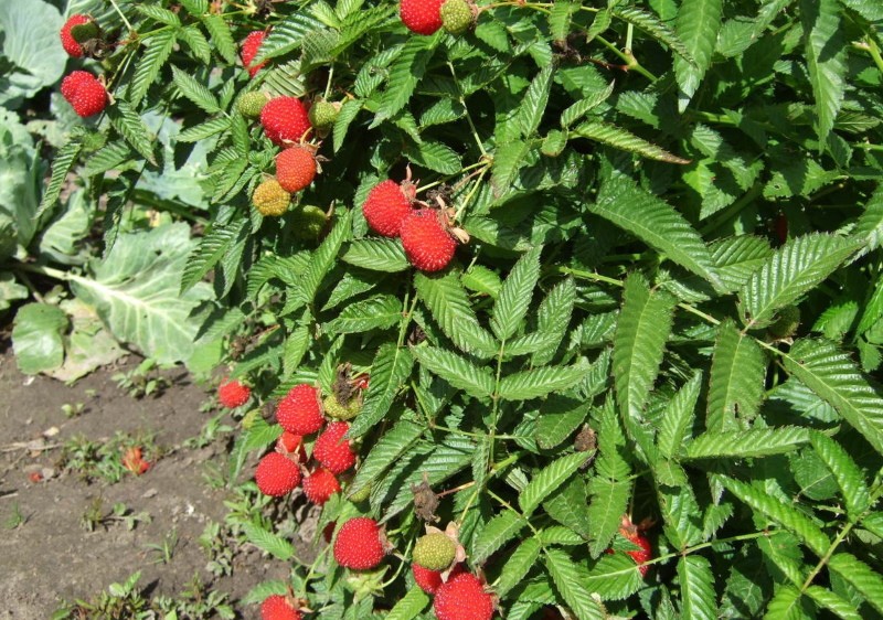 Тибетская малина - полезные свойства крупных ягод с кислинкой