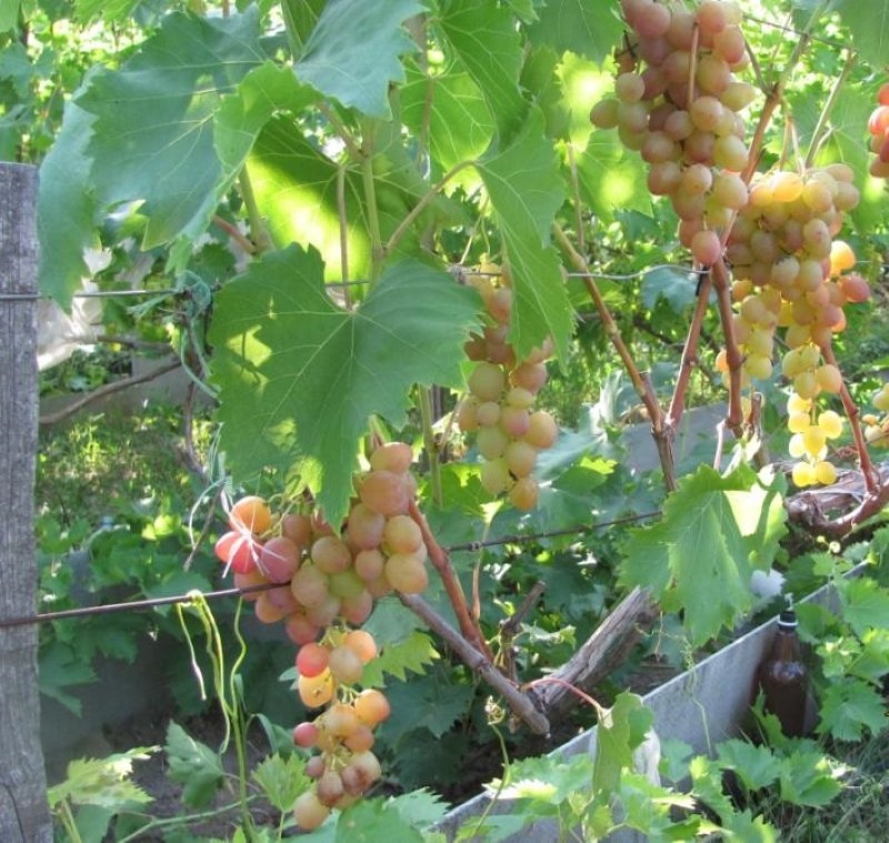 куст винограда багровый