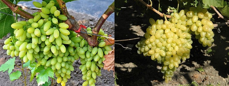 популярный виноград столетие