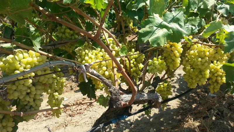 место выращивания винограда