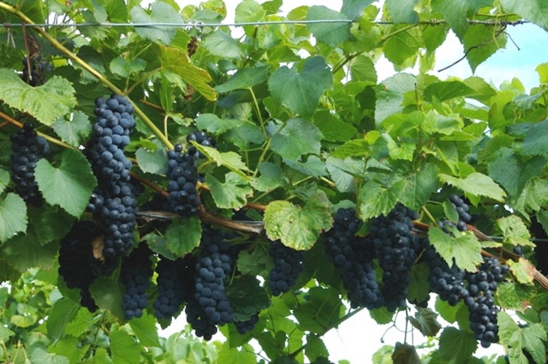 плюсы и минусы винограда вэлиант