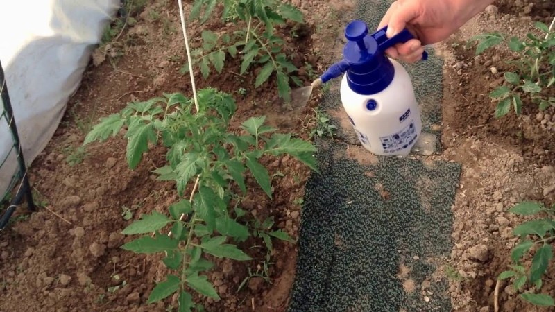 как обрабатывать томаты йодом