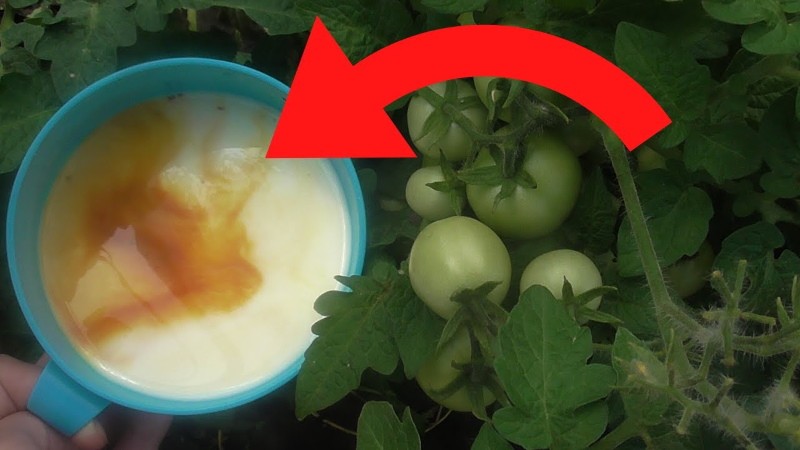 Молоко томат йод. Обработка помидор от фитофторы молоком и йодом.