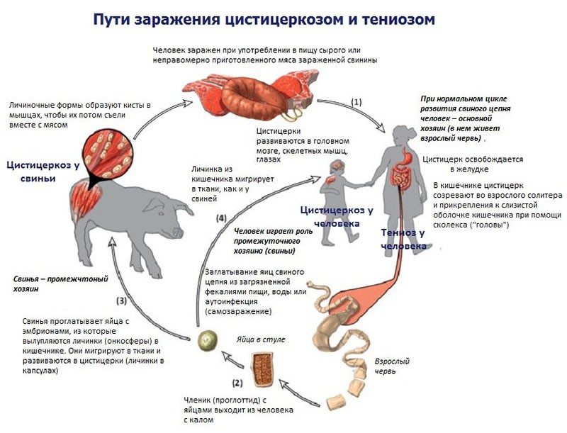 Гельминтозы крс презентация