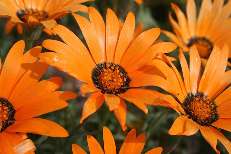 оранжевые цветы диморфотеки