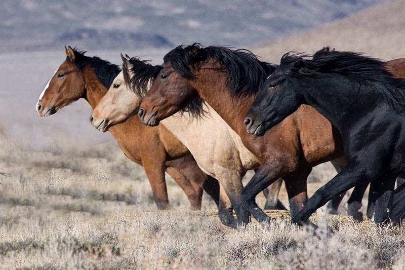 дикие лошади в природе