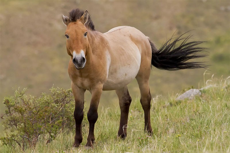 лошадь Пржевальского