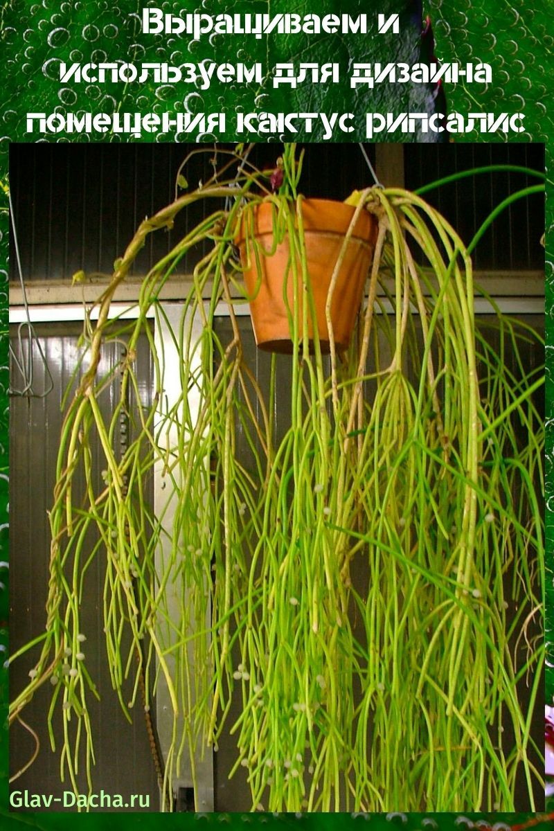 Выращиваем и используем для дизайна помещения кактус рипсалис