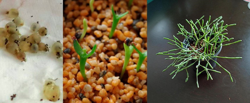 размножение рипсалиса семенами