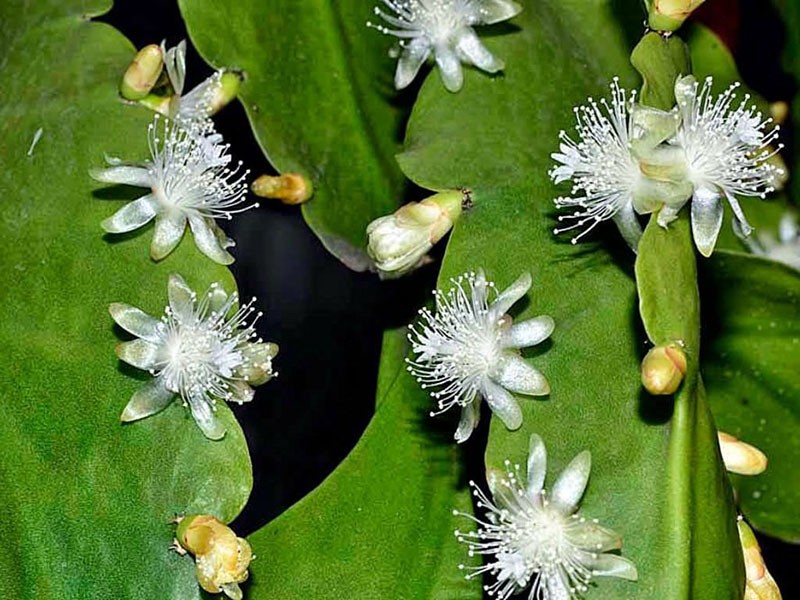 кактус рипсалис толстокрылый пахиптера