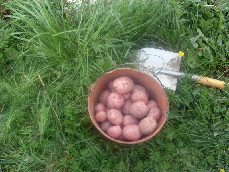 картофель ильинский