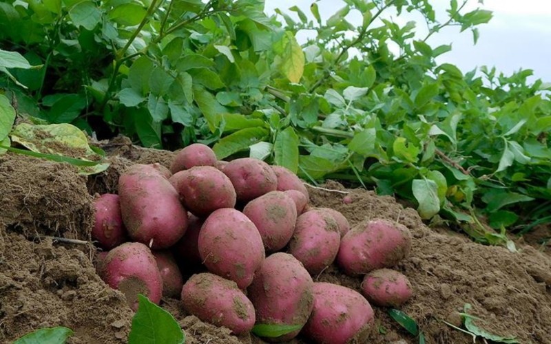 описание сорта картофеля ильинский