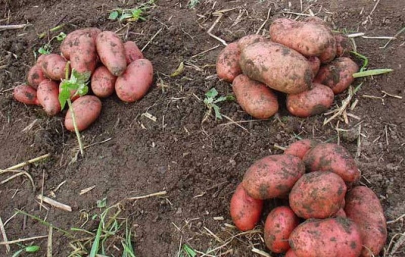 преимущества картофеля ильинский