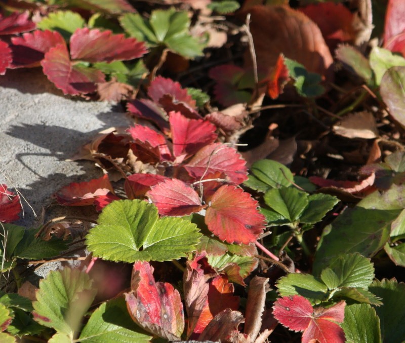 Красные листья у клубники - причины и меры борьбы